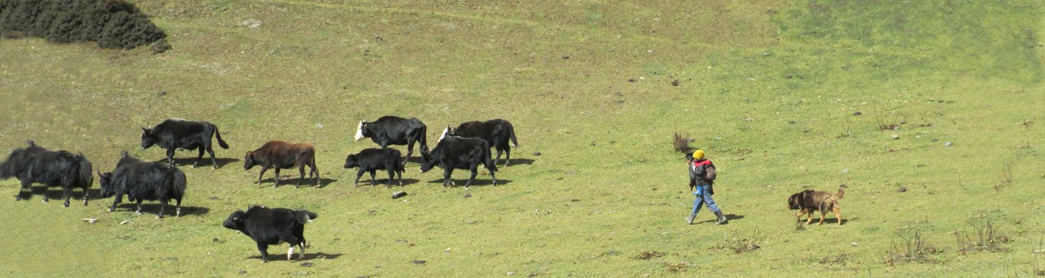 Yak herding in eastern Bhutan. Photo by Joanne Millar