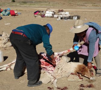 Llama herders slaughtering an animal—a family task. Llama meat is the main source of protein for Indigenous Peoples and local communities in the Argentine Puna. Photo by Bibiana Vilá