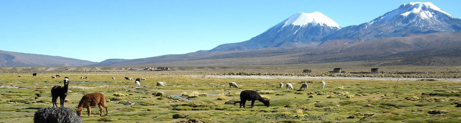 Camelids grazing in a bofedal near the Payachatas, on the border between Chile and Bolivia. Photo by Karina Yager