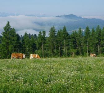 Cows grazing on Majerz Glade in the Pieniny Mountains, Carpathians, Poland. Photo by Agnieszka Nowak-Olejnik