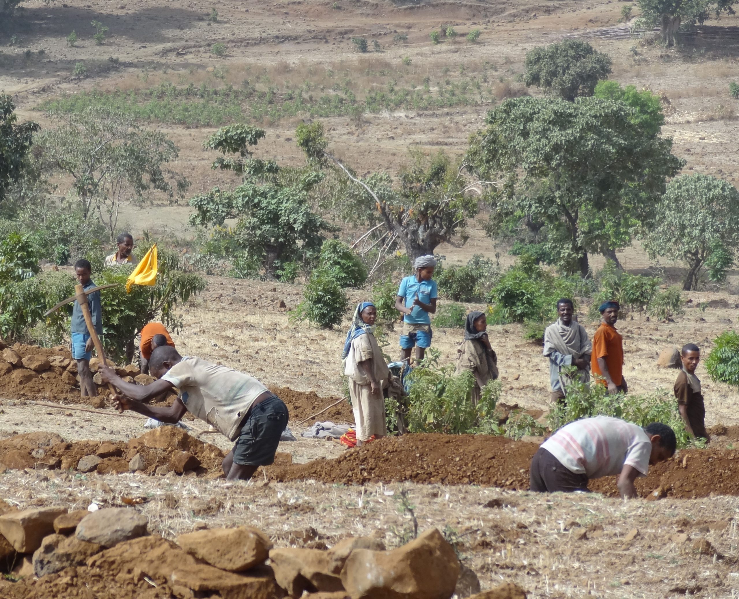 A collective effort to counter soil erosion and enhance soil fertility on sloping farmland in the Ethiopian Highlands. Photo by Hans Hurni