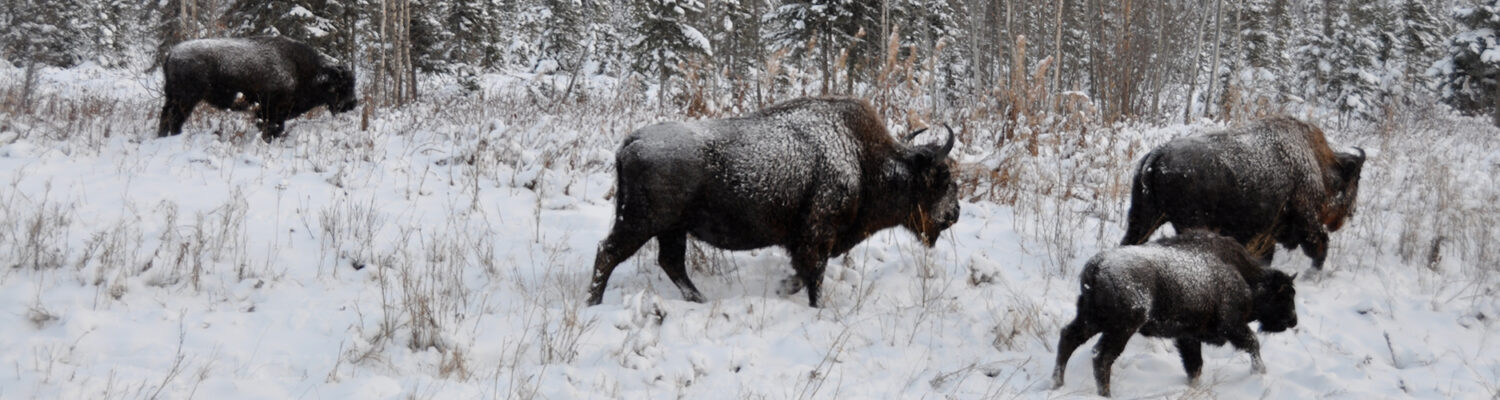 Wood Bison in Edéhzhíe, Indigenous Protected and Conserved Area, Northwest Territories, Canada. Photo by Courtney W. Mason