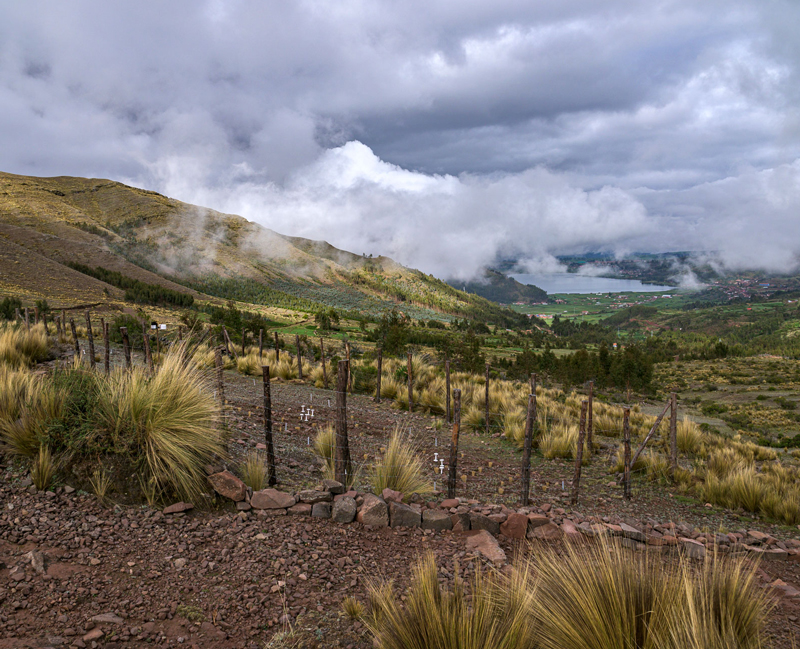 Puna grassland restoration plot in the Piuray Ccorimarca microbasin in Cusco, Peru. Photo by Renny Diaz