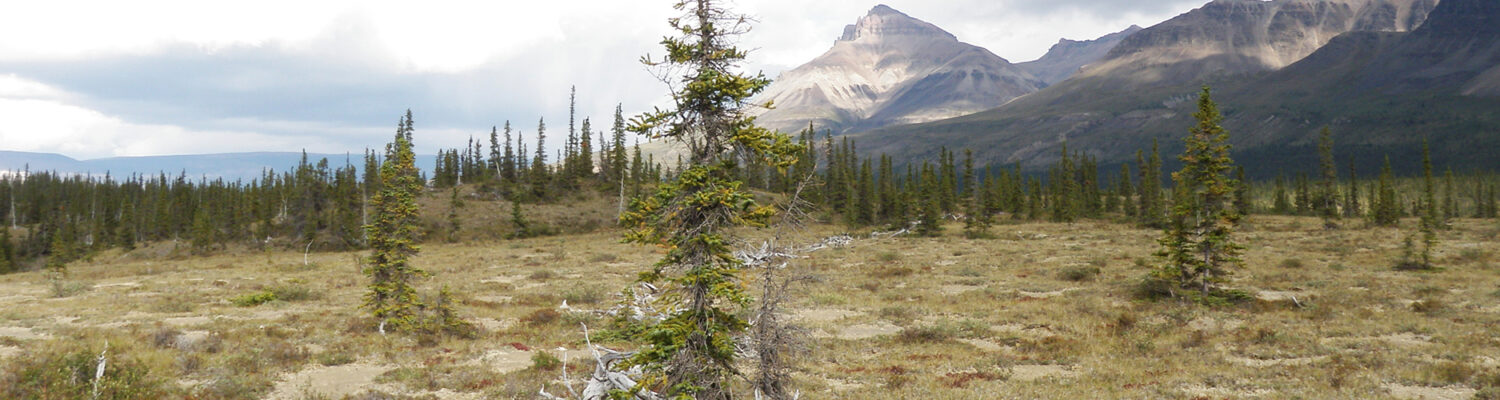 The remains of a historical caribou fence in the Moose Horn Pass area of the Mackenzie Mountains, Northwest Territories, Canada. Photo by Glen MacKay, PWNHC.