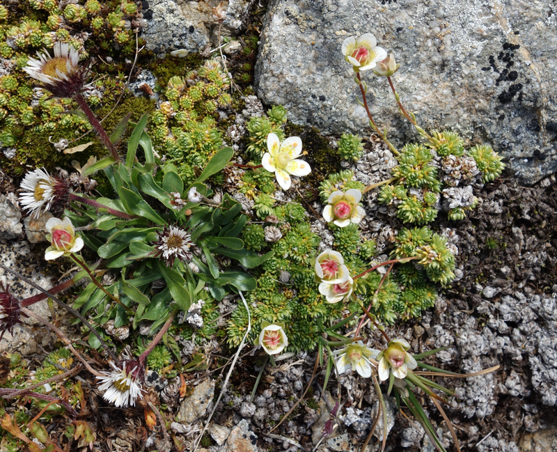 Alpine flora in the Swiss Alps. Photo by Marlène Thibault