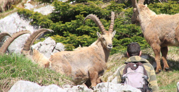Ibex rarely flee when approached by hikers, leading to a common misinterpretation that the animals are undisturbed or even that it is possible to get closer than they can actually tolerate. Photo by Céline Martin