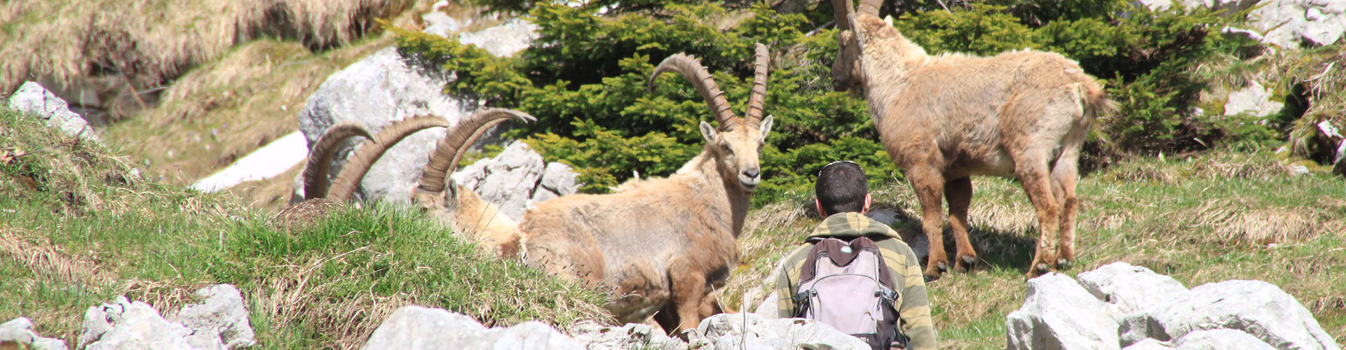  Ibex rarely flee when approached by hikers, leading to a common misinterpretation that the animals are undisturbed or even that it is possible to get closer than they can actually tolerate. Photo by Céline Martin