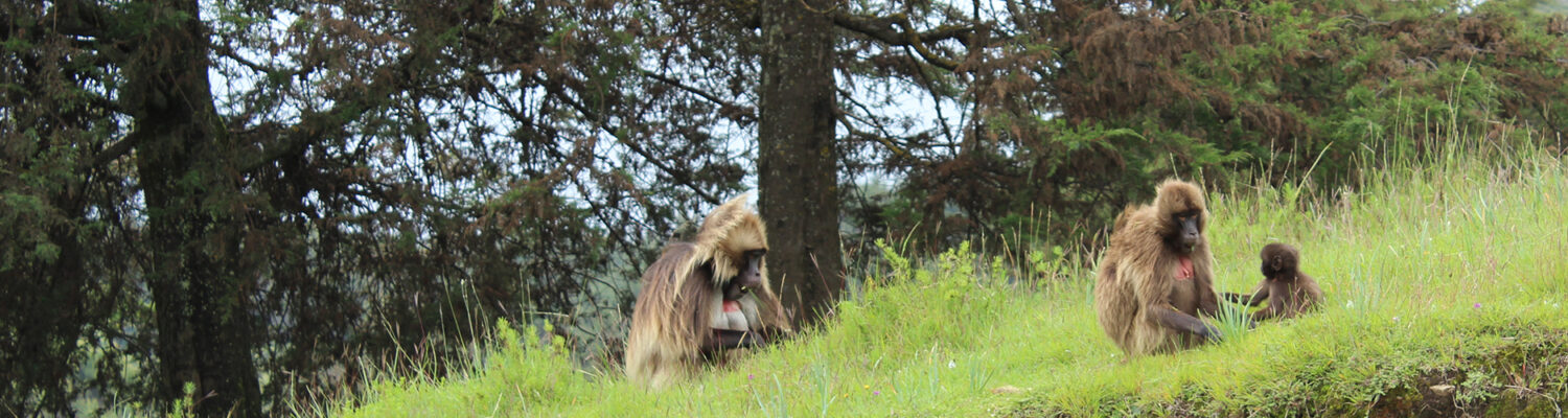 Both native grassland and plantation areas were valued for their perceived ability to attract rain and provide habitat for wild animals, including the endemic gelada monkeys. Photo by Cara Steger